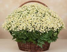 Цветочная композиция из Ромашки в корзине #REPLACE_PRED# Ермолино